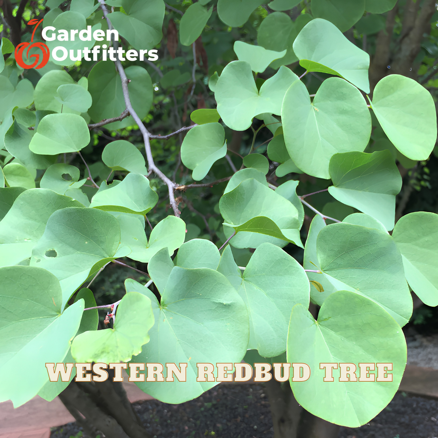 Close-up of green Western Redbud tree leaves on branches, with the text 'WESTERN REDBUD TREE' at the bottom and a Garden Outfitters logo in the top left.