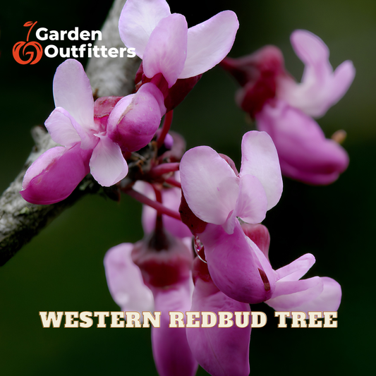 Close-up of pink and white western redbud tree blossoms on a branch with a dark green blurred background. The text 'Garden Outfitters' appears in the top left, and 'WESTERN REDBUD TREE' is written at the bottom.