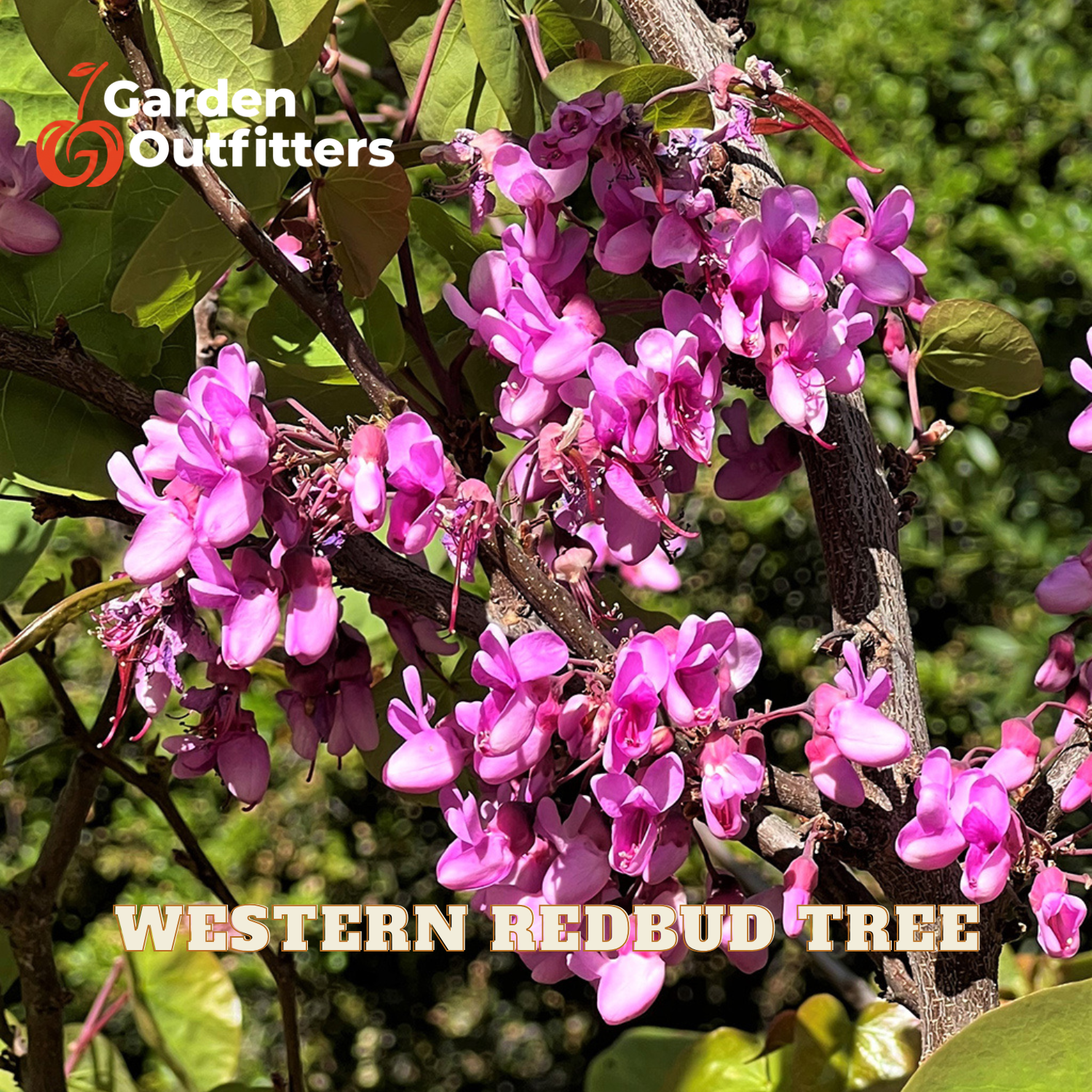 Pink Western Redbud tree blossoms hanging from branches with green leaves, with Garden Outfitters logo and 'WESTERN REDBUD TREE' text overlaid.