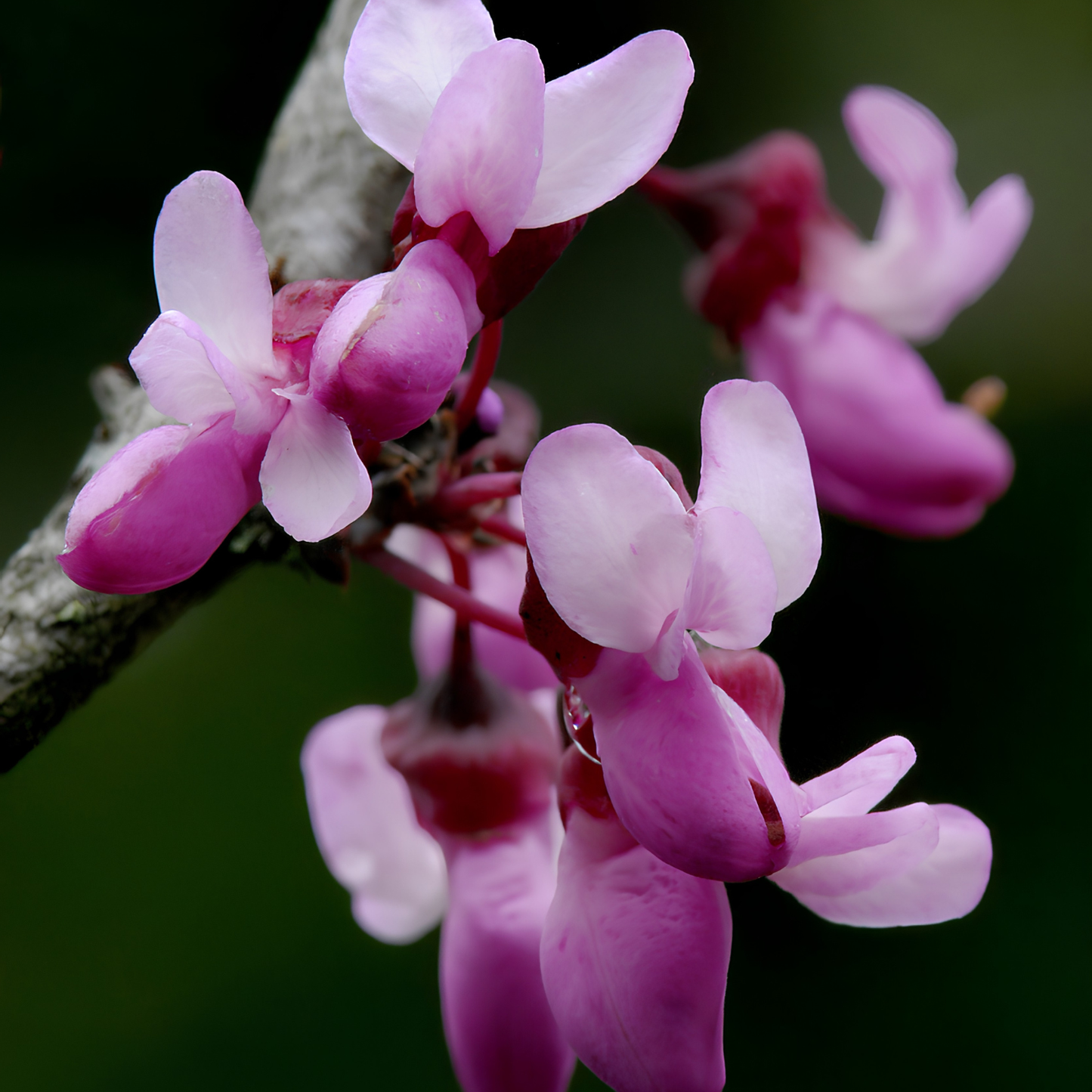 Close-up of pink and white blossoms on a branch against a dark green blurred background.