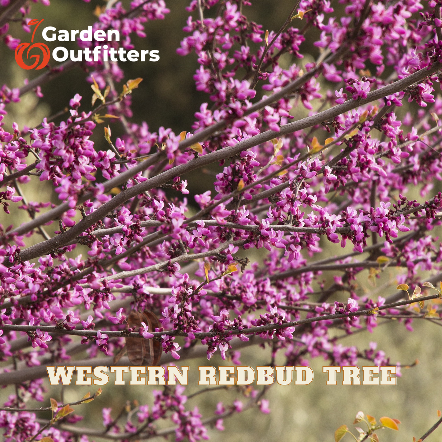 A close-up of blooming Western Redbud tree branches covered in small pink-purple flowers, with the text 'Garden Outfitters' in the top left and 'WESTERN REDBUD TREE' across the bottom.