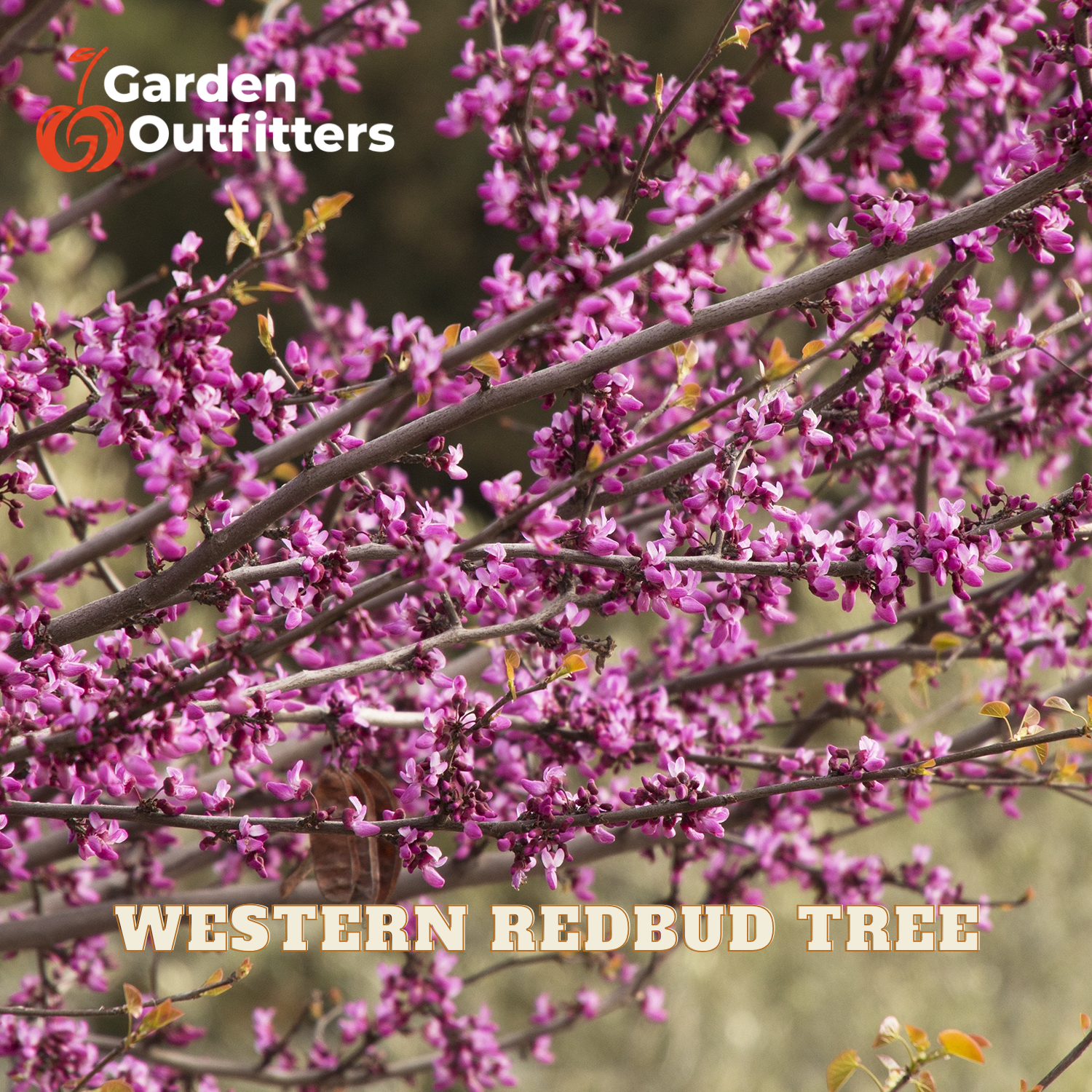 A close-up of blooming Western Redbud tree branches covered in small pink-purple flowers, with the text 'Garden Outfitters' in the top left and 'WESTERN REDBUD TREE' across the bottom.