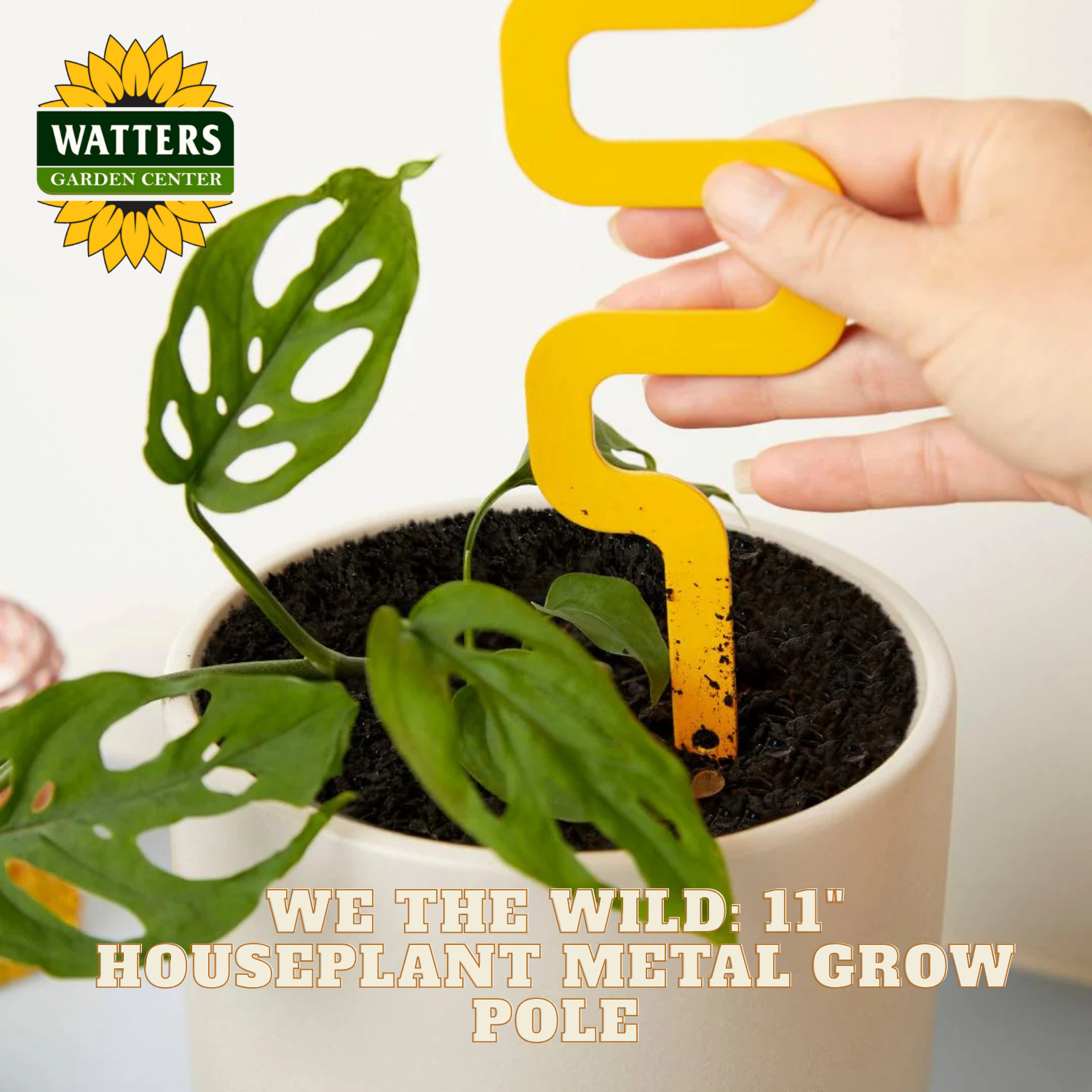 Person using a yellow houseplant metal grow pole on a plant with Watters Garden Center branding.