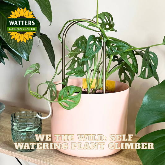 Potted plant with a self-watering plant climber on a wooden surface, featuring Watters Garden Center branding.