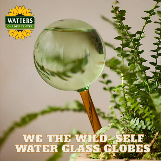 Glass water globe with plant reflections, Watters Garden Center branding visible