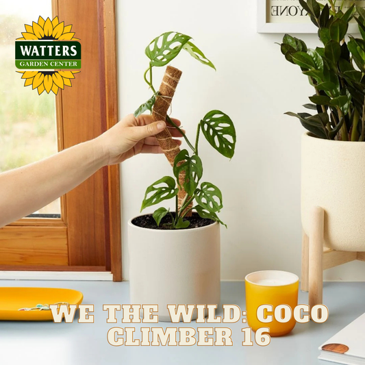 Person holding a potted plant with Watters Garden Center logo and text 'We the Wild Coco Climber 16'.