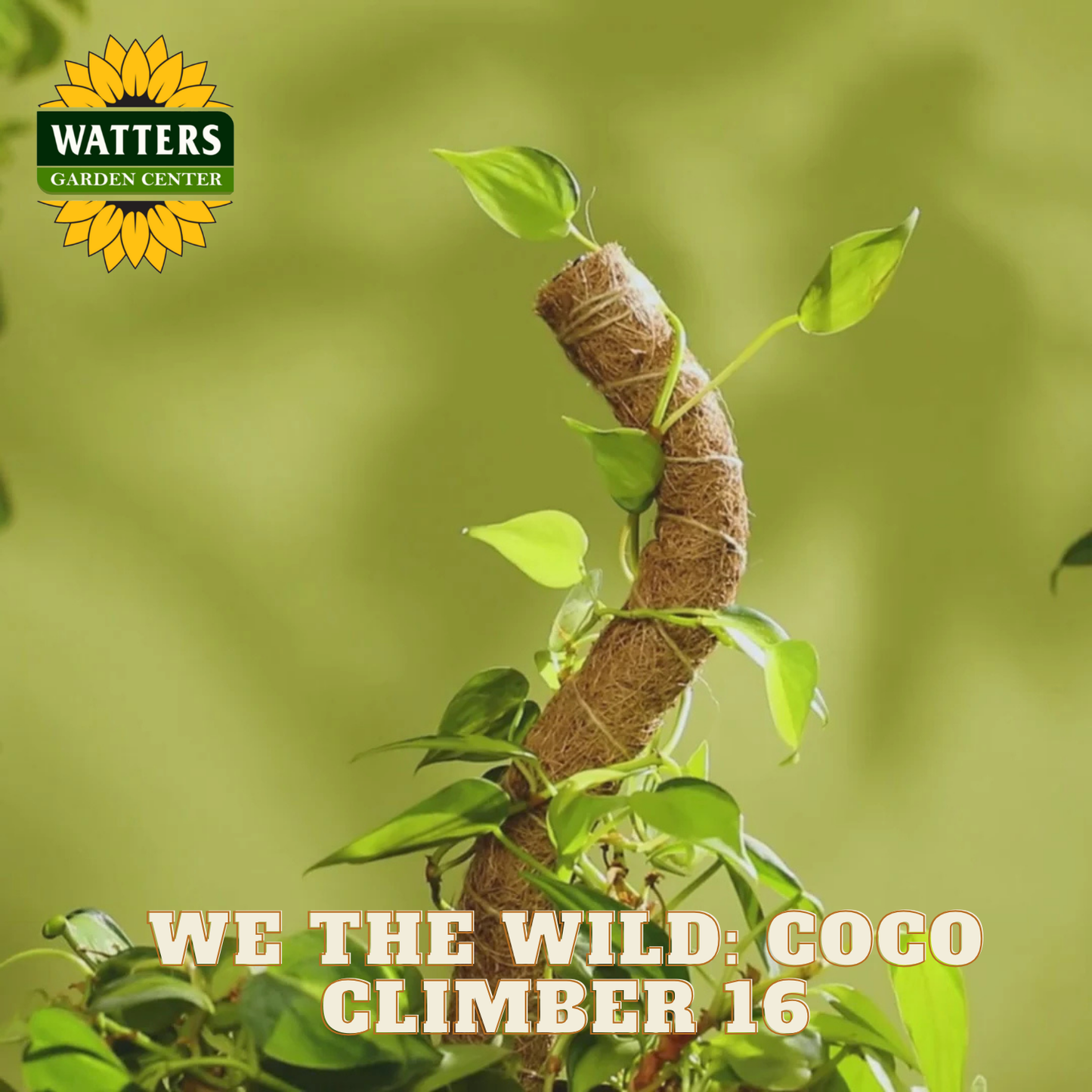 Coco climber plant with Watters Garden Center branding on a green background