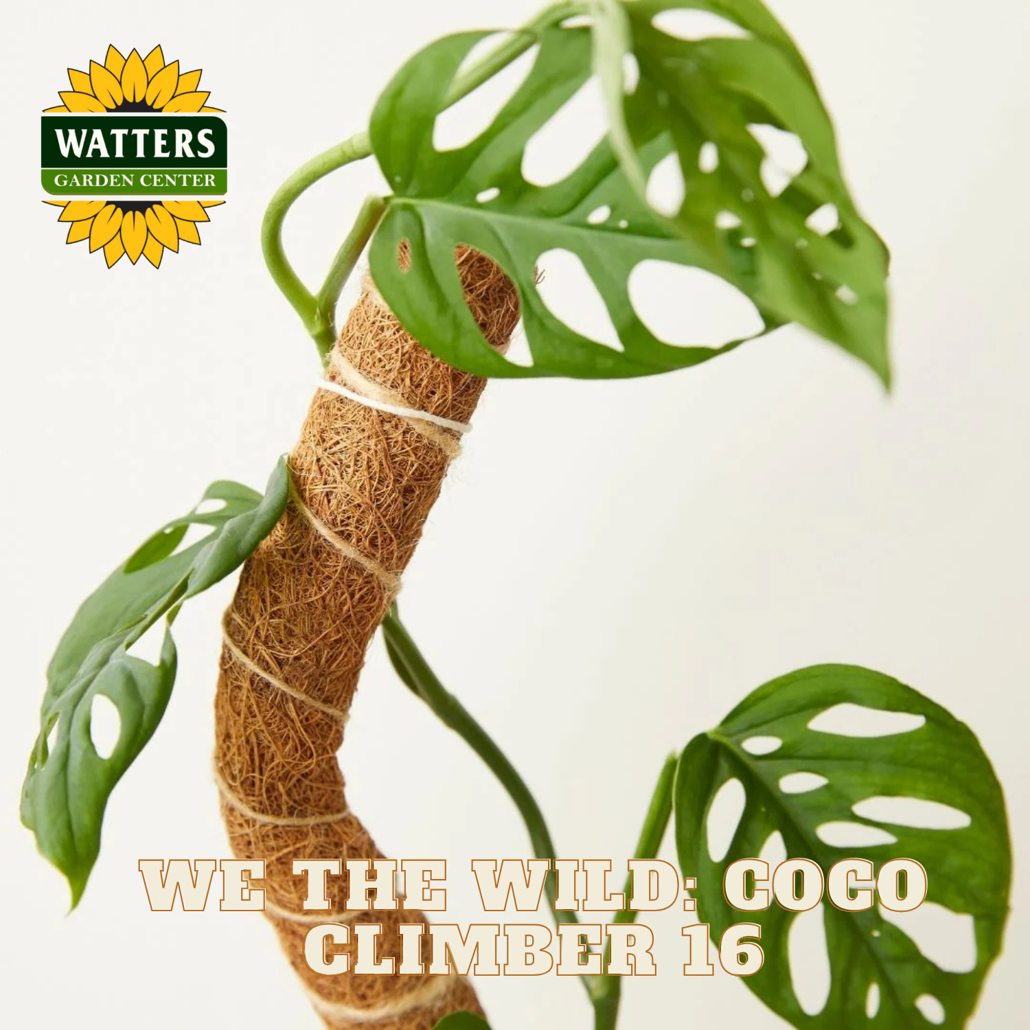 Coco climber plant with Watters Garden Center logo and text 'We the Wild: Coco Climber 16' on a light background.