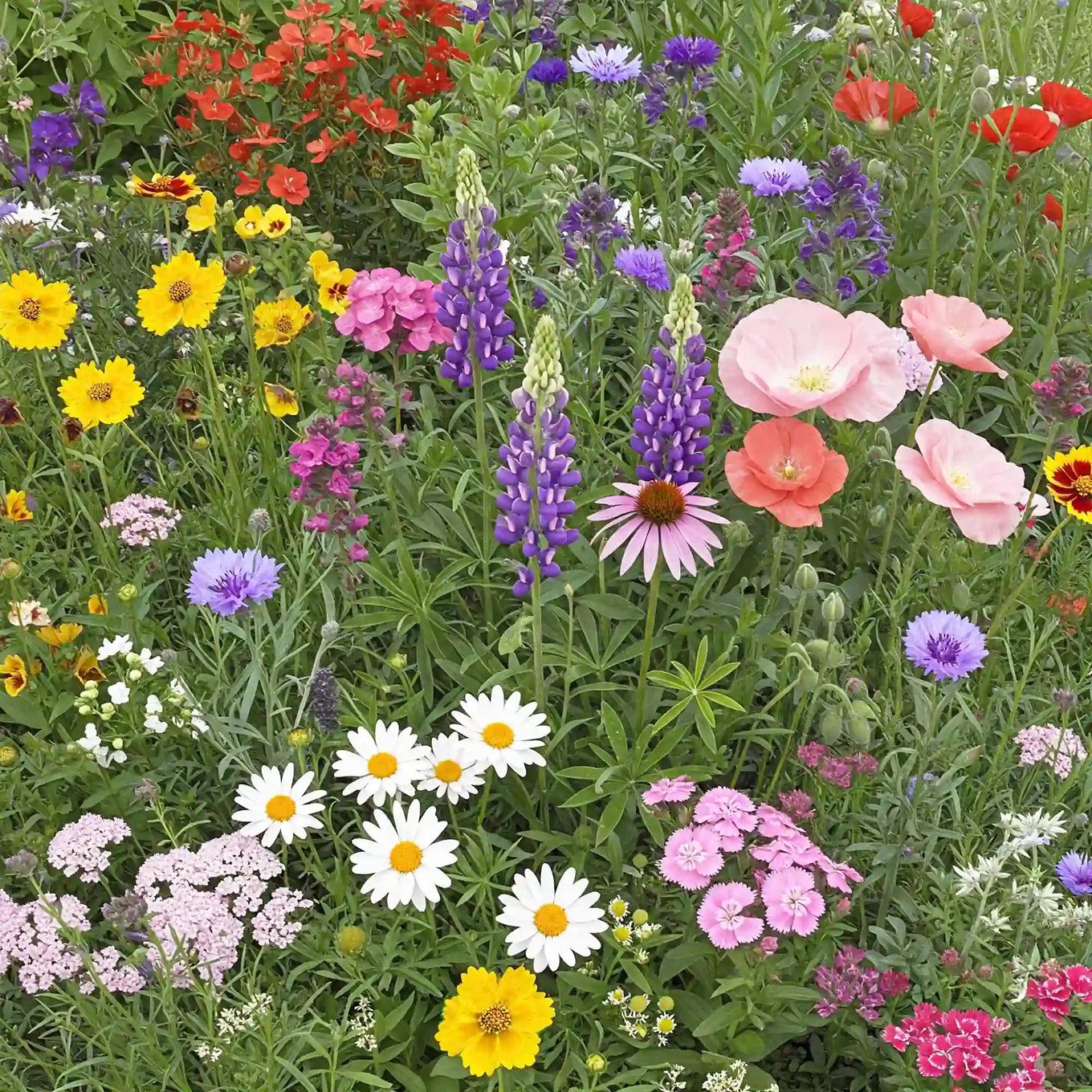 WILDFLOWER MIX