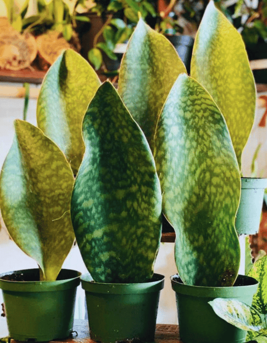 WHALE FIN SNAKE PLANT 10in