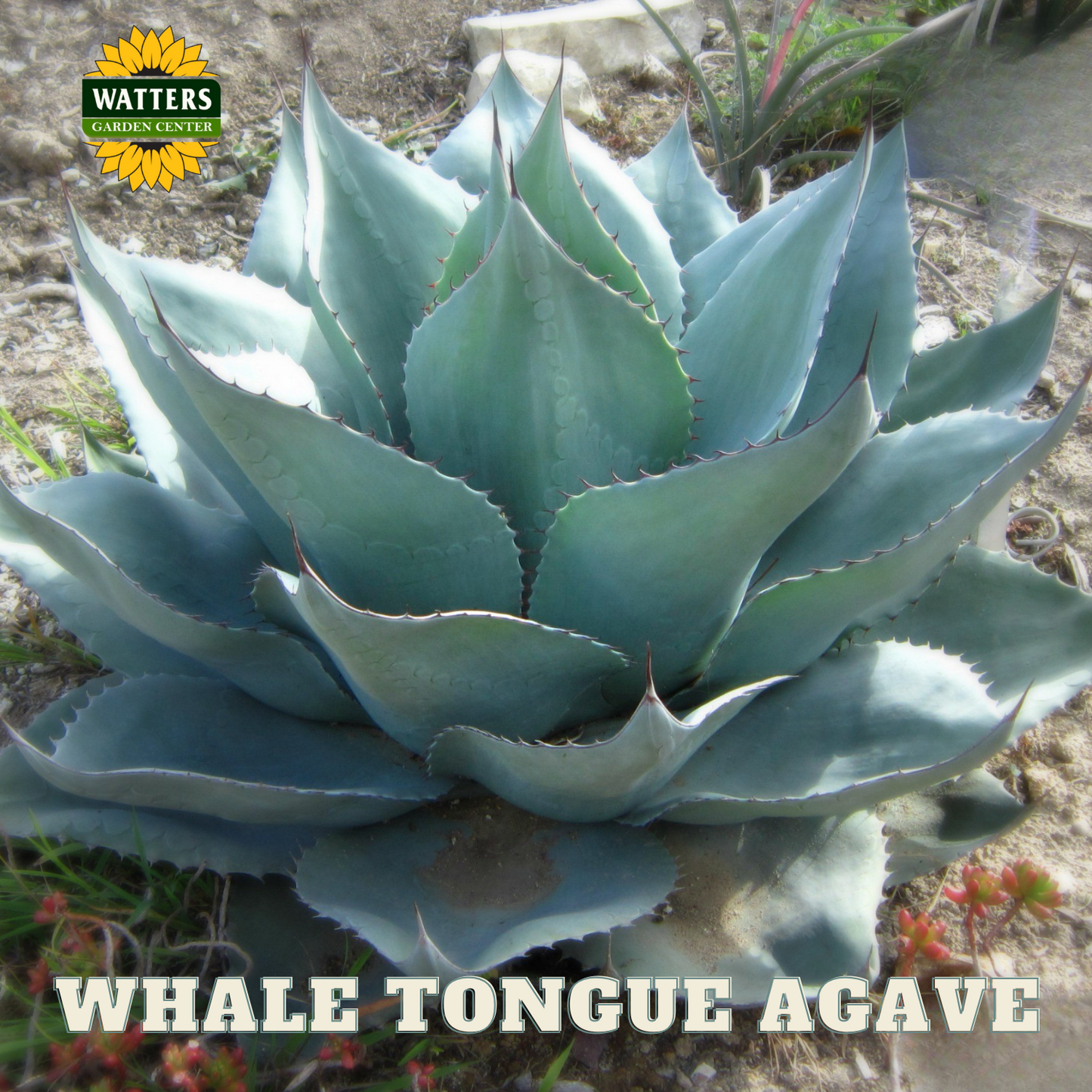 WHALE TONGUE AGAVE 2gal