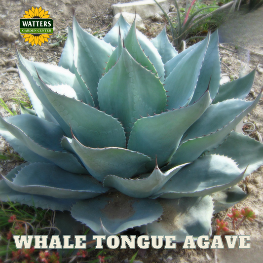 WHALE TONGUE AGAVE 1gal