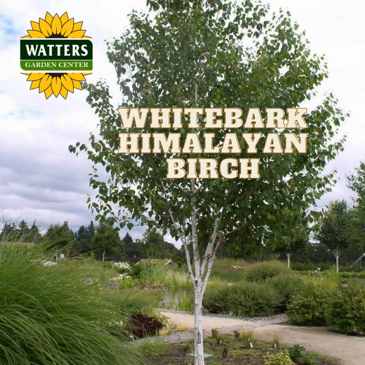 WHITEBARK HIMILAYAN BIRCH 10gal