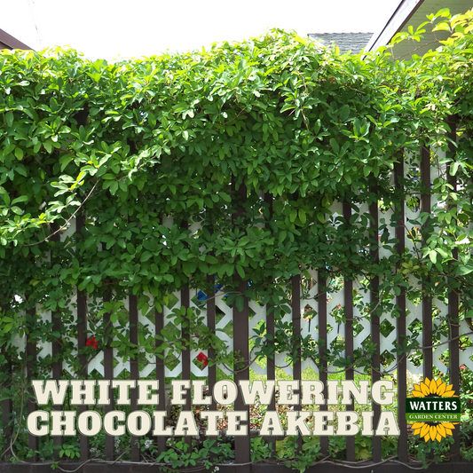 WHITE FLOWERING CHOCOLATE VINE AKEBIA 1gal