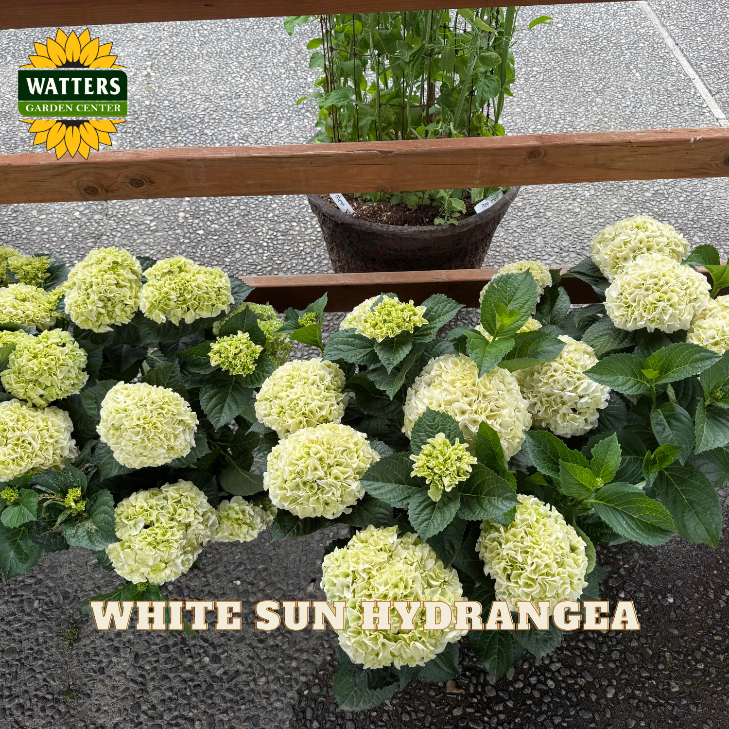 White sun hydrangea plants with Watters Garden Center logo.