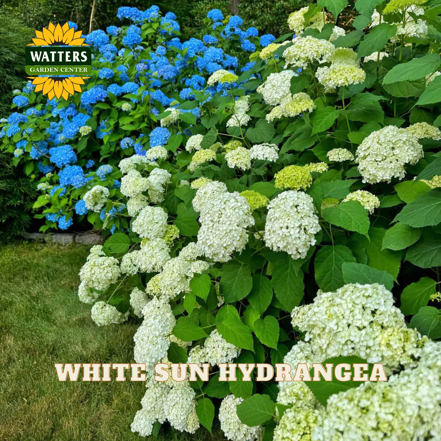 White sun hydrangea bush with blue hydrangea in the background, labeled 'Watters Garden Center'.