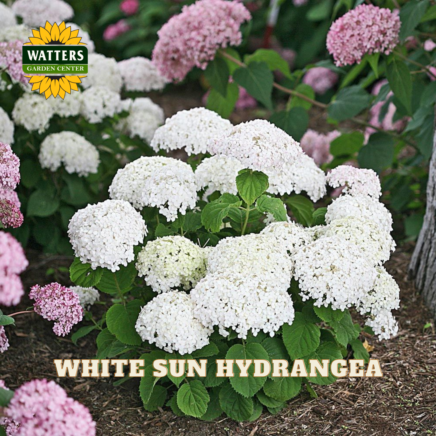 White sun hydrangea plants with pink flowers in the background, featuring Watters Garden Center logo.