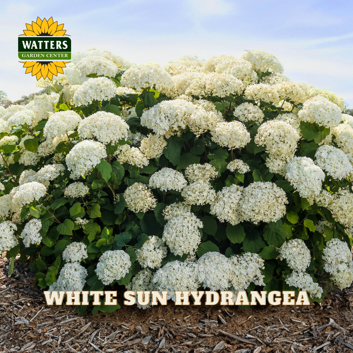 White sun hydrangea bush with 'Watters Garden Center' logo in the corner.