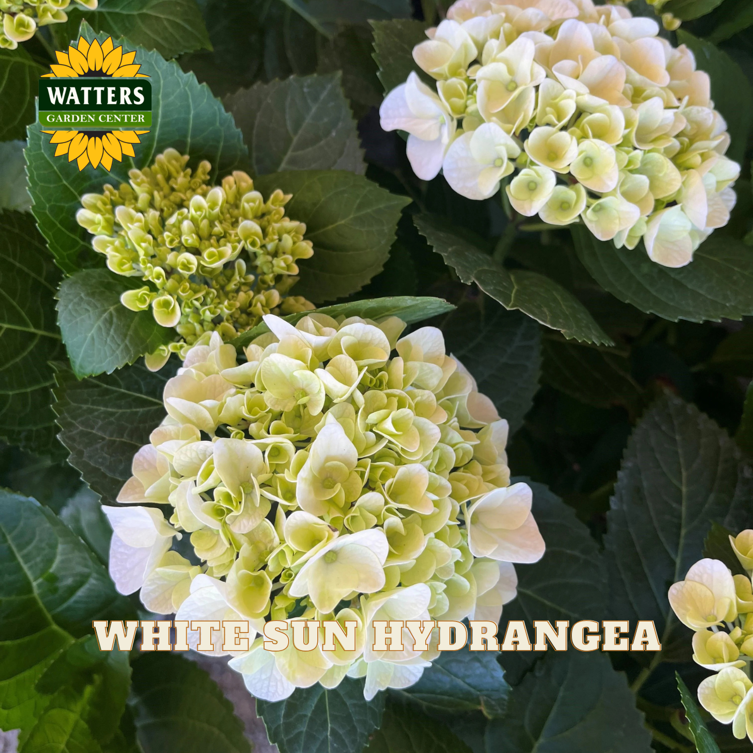 White sun hydrangea flowers with green leaves and Watters Garden Center logo.