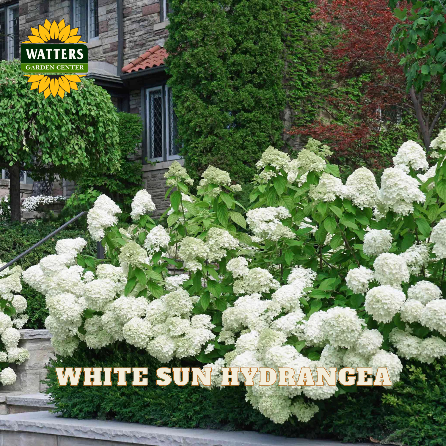 White sun hydrangea bush in a garden setting with Watters Garden Center branding.