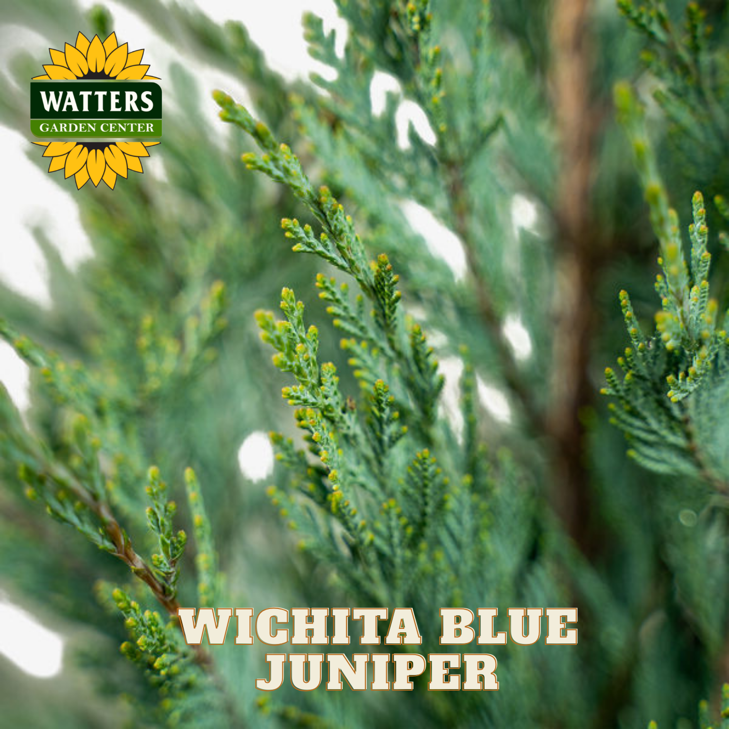 Wichita Blue Juniper plant with Watters Garden Center logo