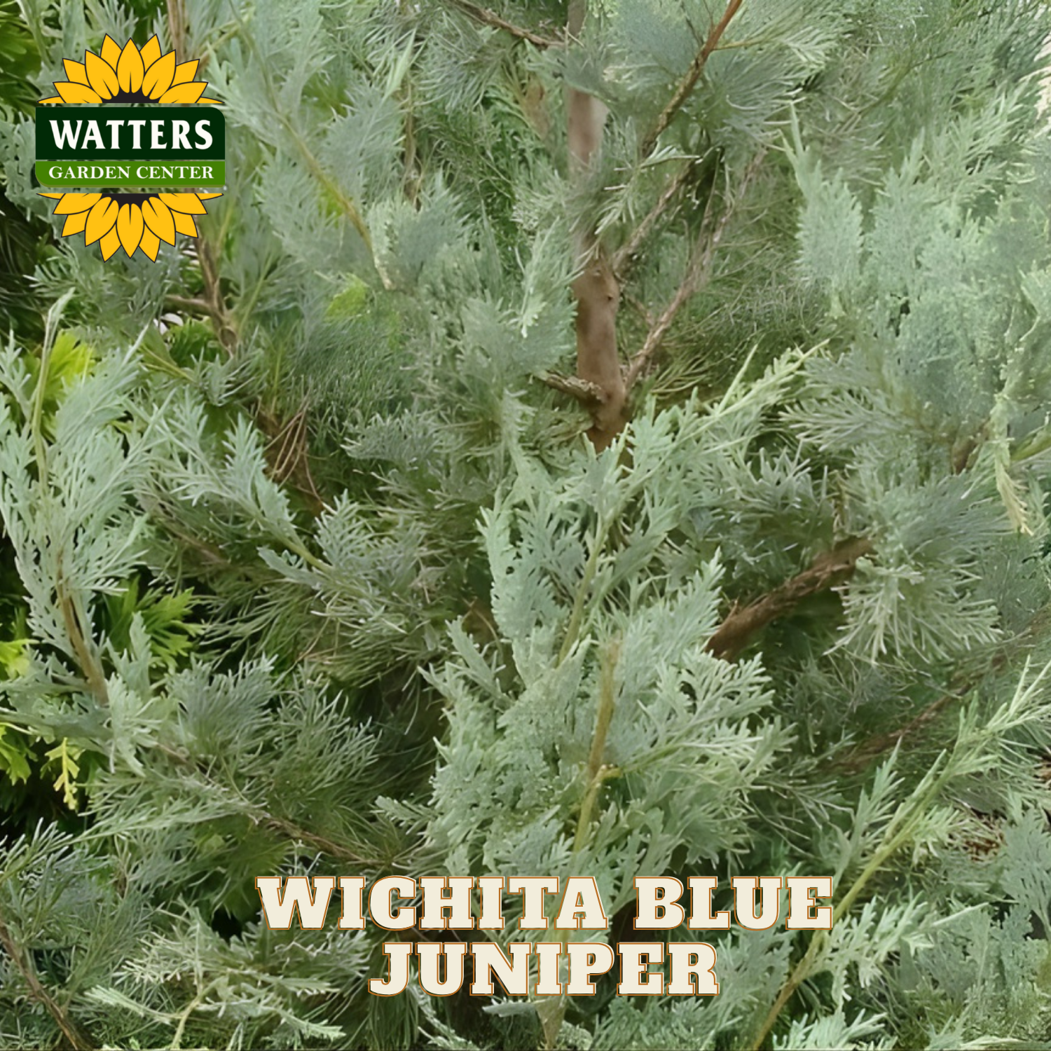 Wichita Blue Juniper plant with Watters Garden Center logo