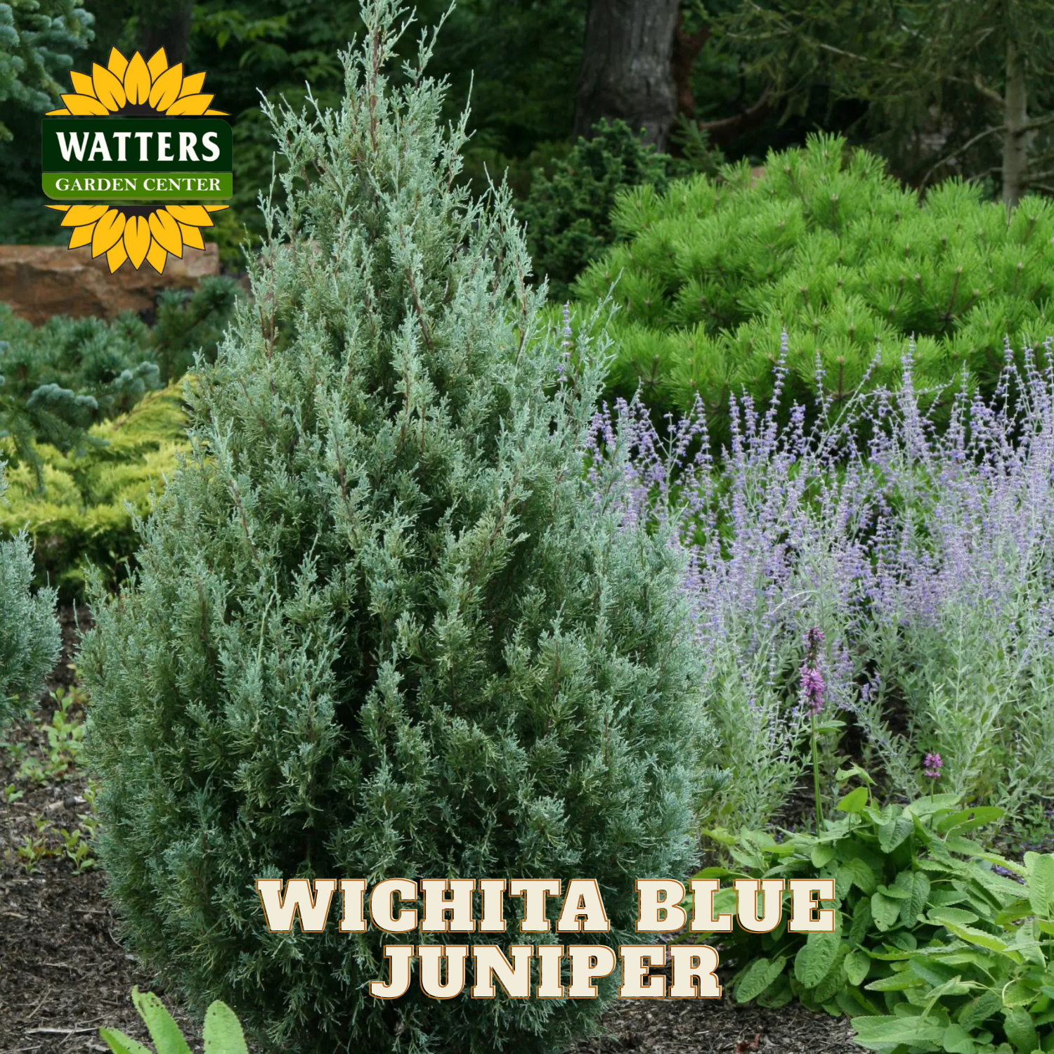 Wichita Blue Juniper plant with Watters Garden Center logo in the corner.