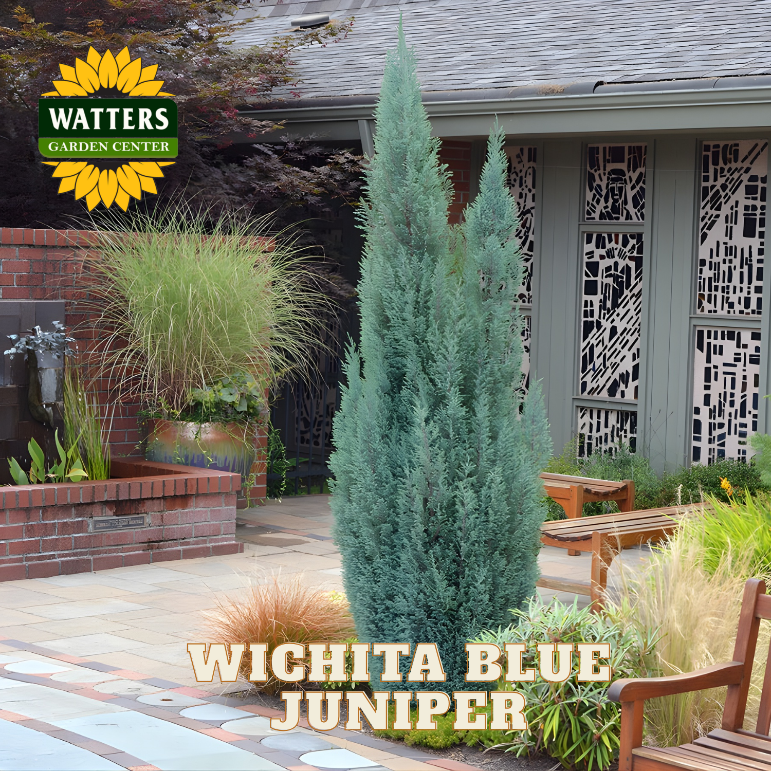 Wichita Blue Juniper tree in a garden setting with Watters Garden Center branding.