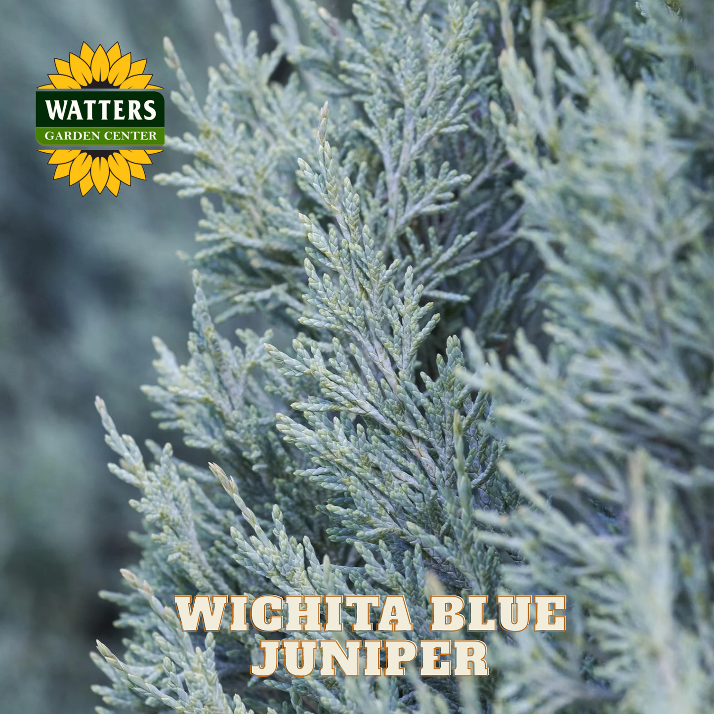 Wichita Blue Juniper with Watters Garden Center logo