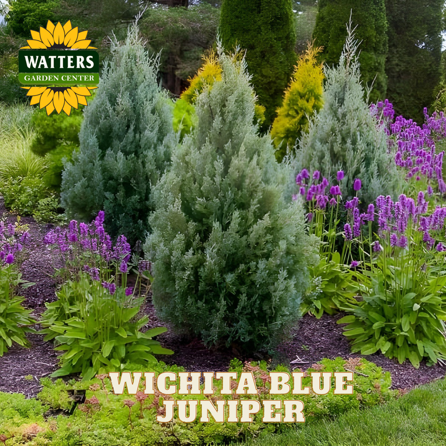Garden scene with Wichita Blue Juniper plants and Watters Garden Center branding.