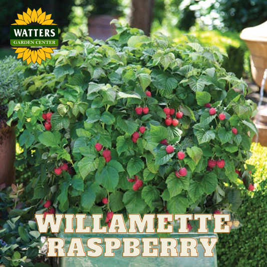 WILLAMETTE RASPBERRY 6gal