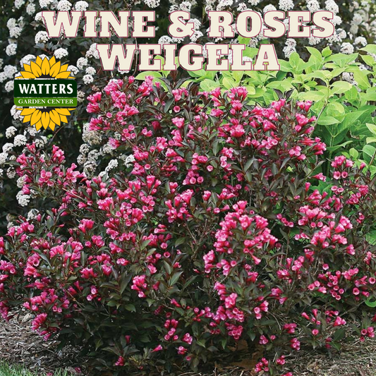 WINE & ROSES WEIGELA 2gal