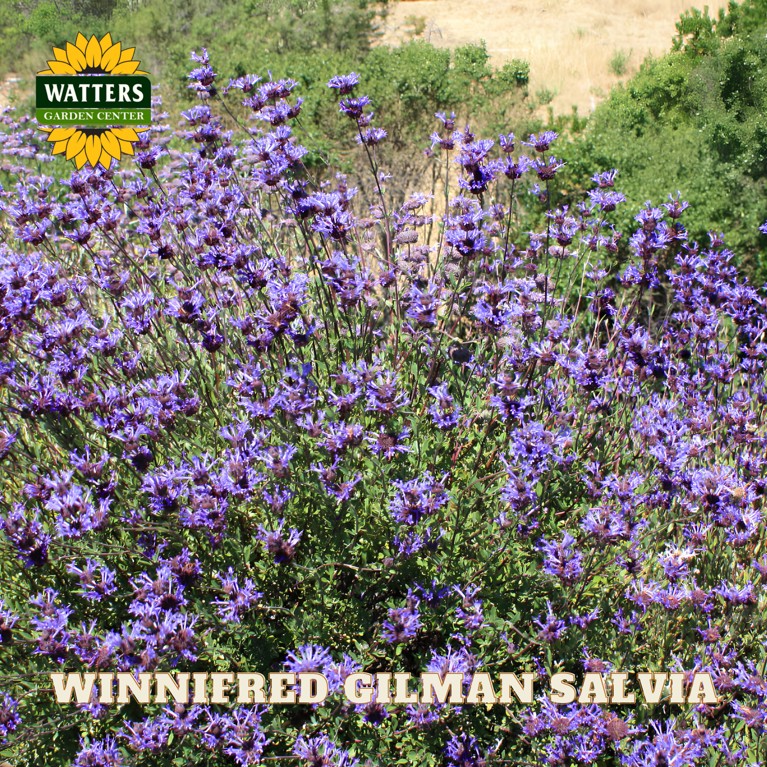 Purple flowers with Watters Garden Center logo and 'Winnifred Gilman Salvia' text.