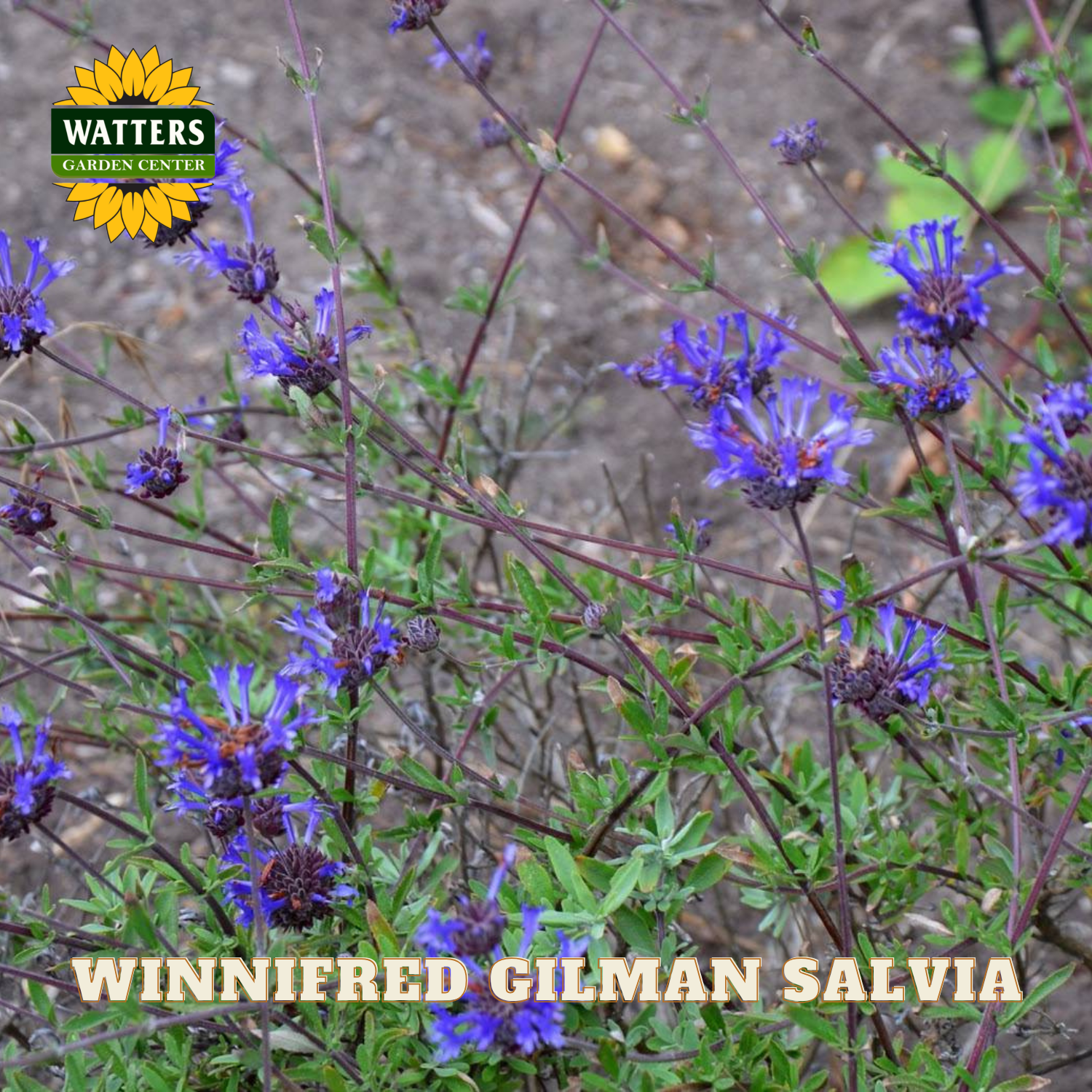 Winnifred Gilman Salvia plant with Watters Garden Center branding.