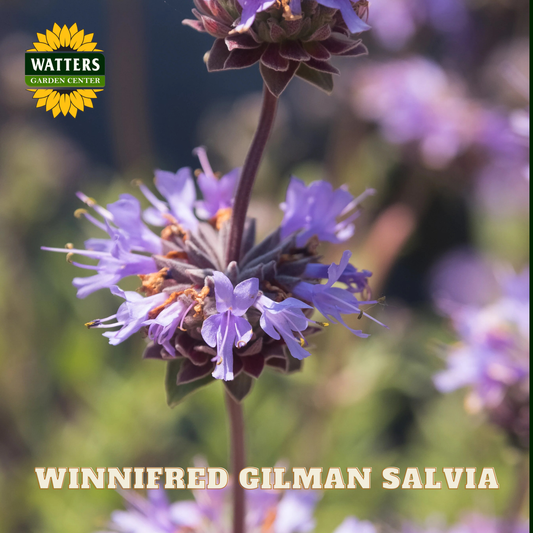 Purple flower with Watters Garden Center logo and 'Winnifred Gilman Salvia' text.