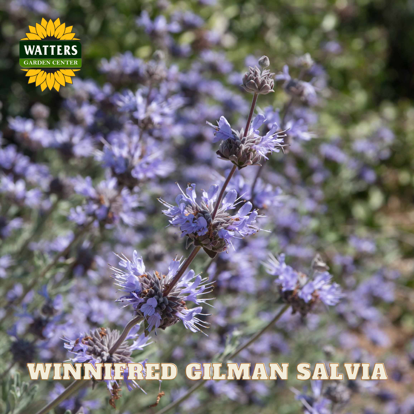 Winnifred Gilman Salvia flowers with Watters Garden Center logo