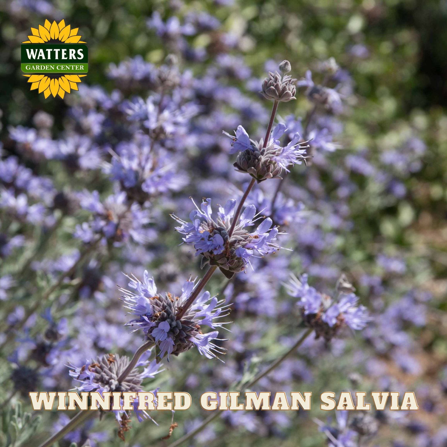 Winnifred Gilman Salvia flowers with Watters Garden Center logo