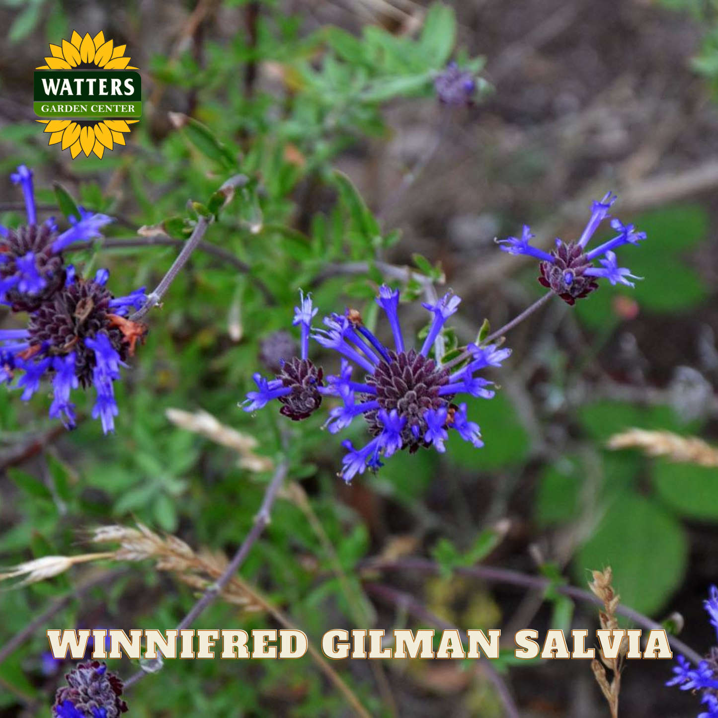 Purple flowers with Watters Garden Center logo and 'Winnifred Gilman Salvia' text.