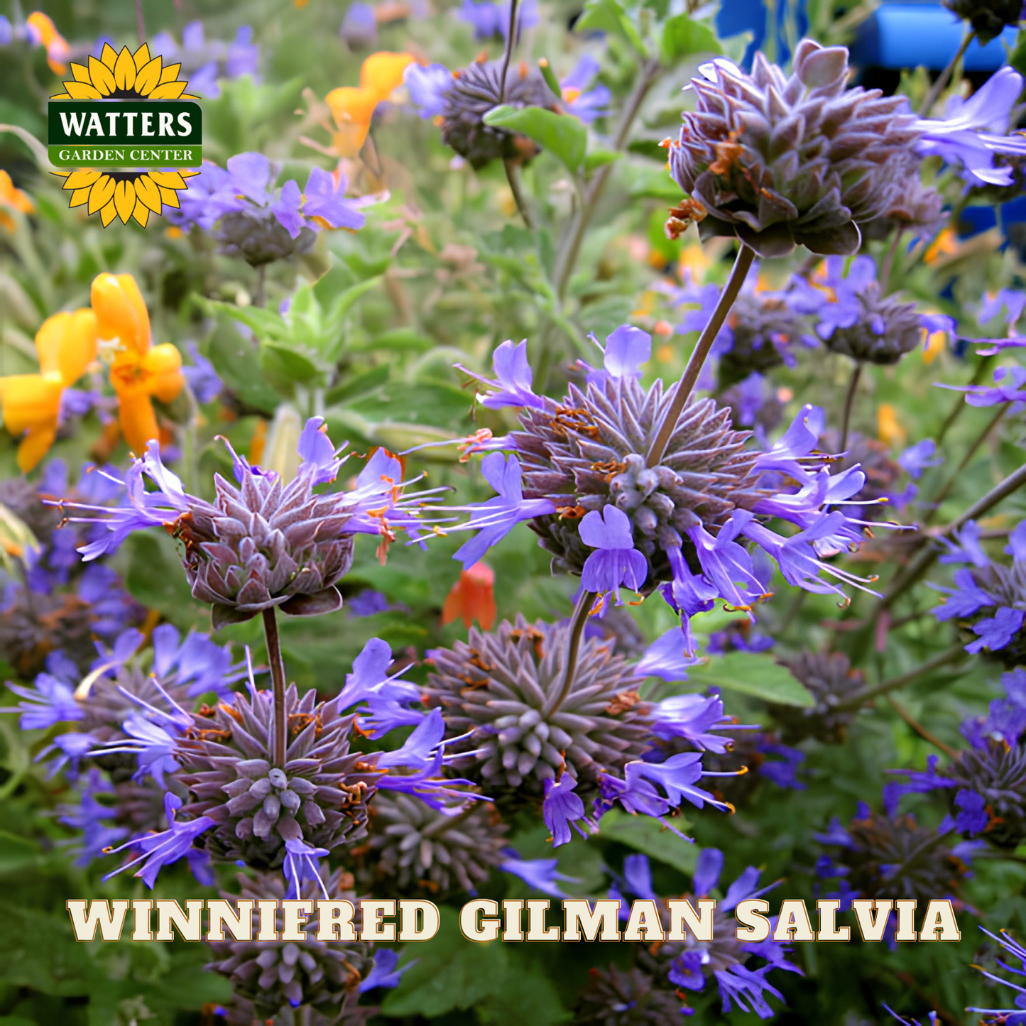 Purple salvia flowers with Watters Garden Center logo and 'Winnifred Gilman Salvia' text.