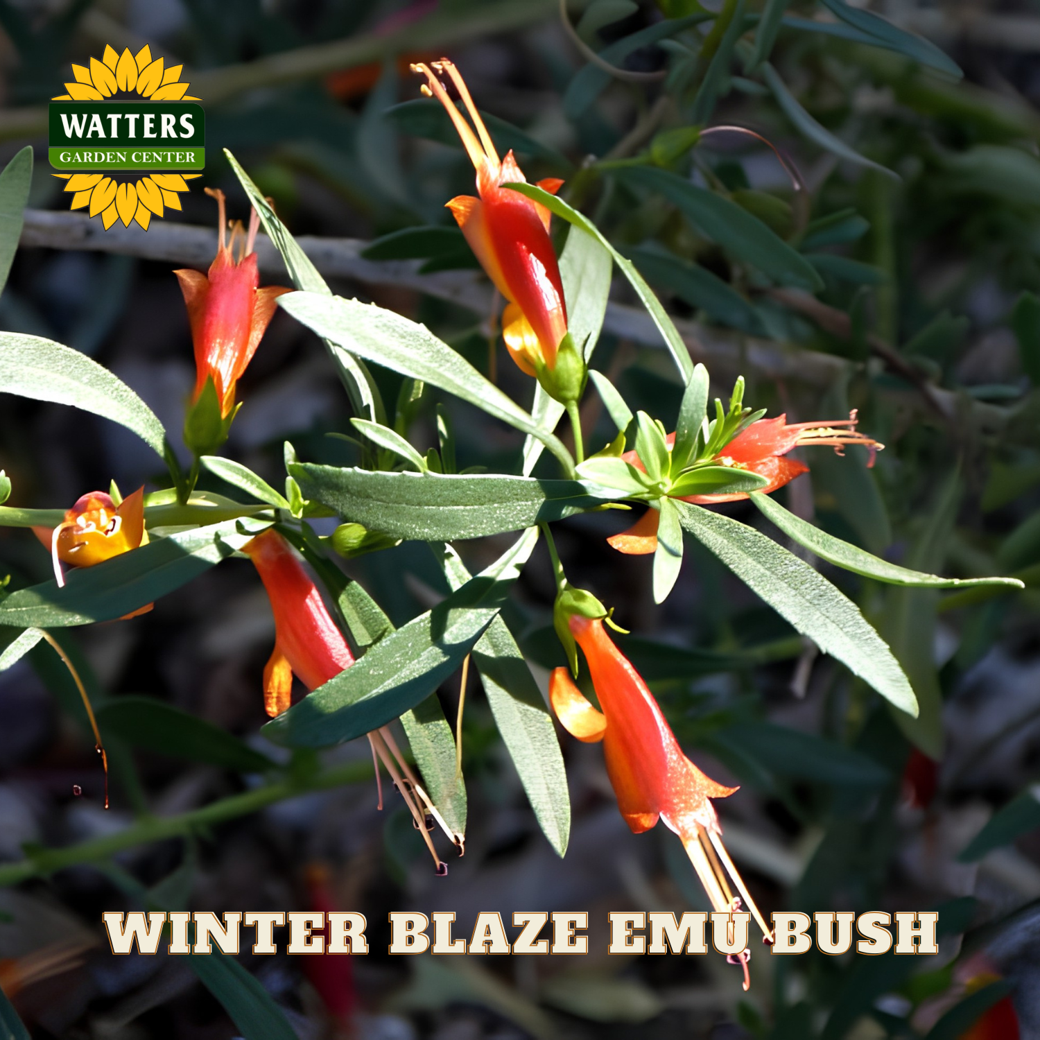 Winter Blaze Emu Bush with Watters Garden Center logo and text.