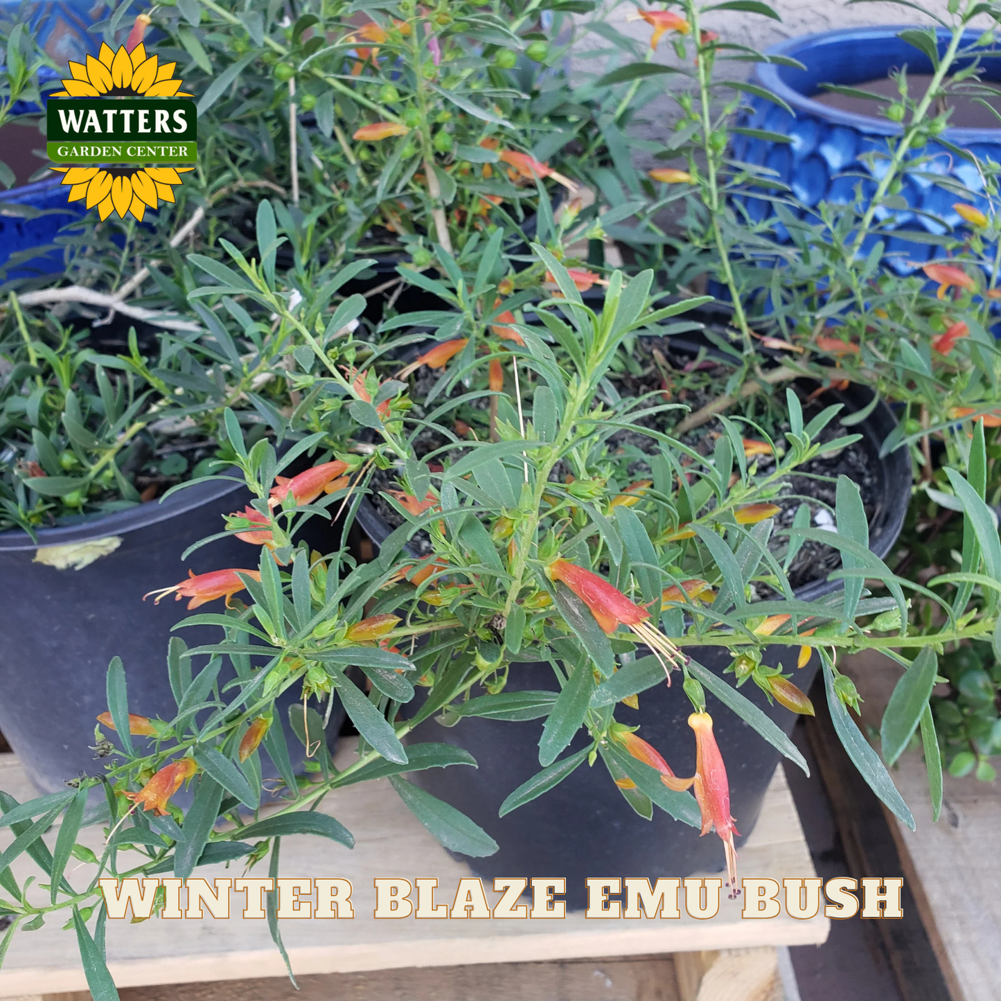 Winter Blaze Emu Bush plant with Watters Garden Center branding in the background.