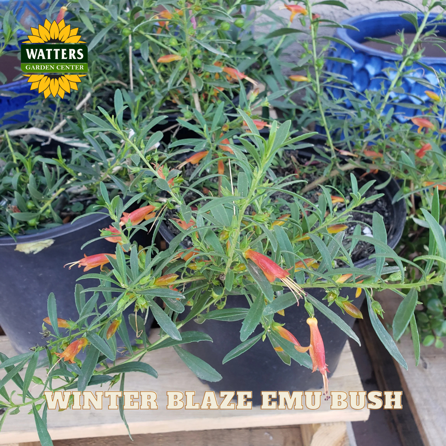 Winter Blaze Emu Bush plant with Watters Garden Center branding in the background.
