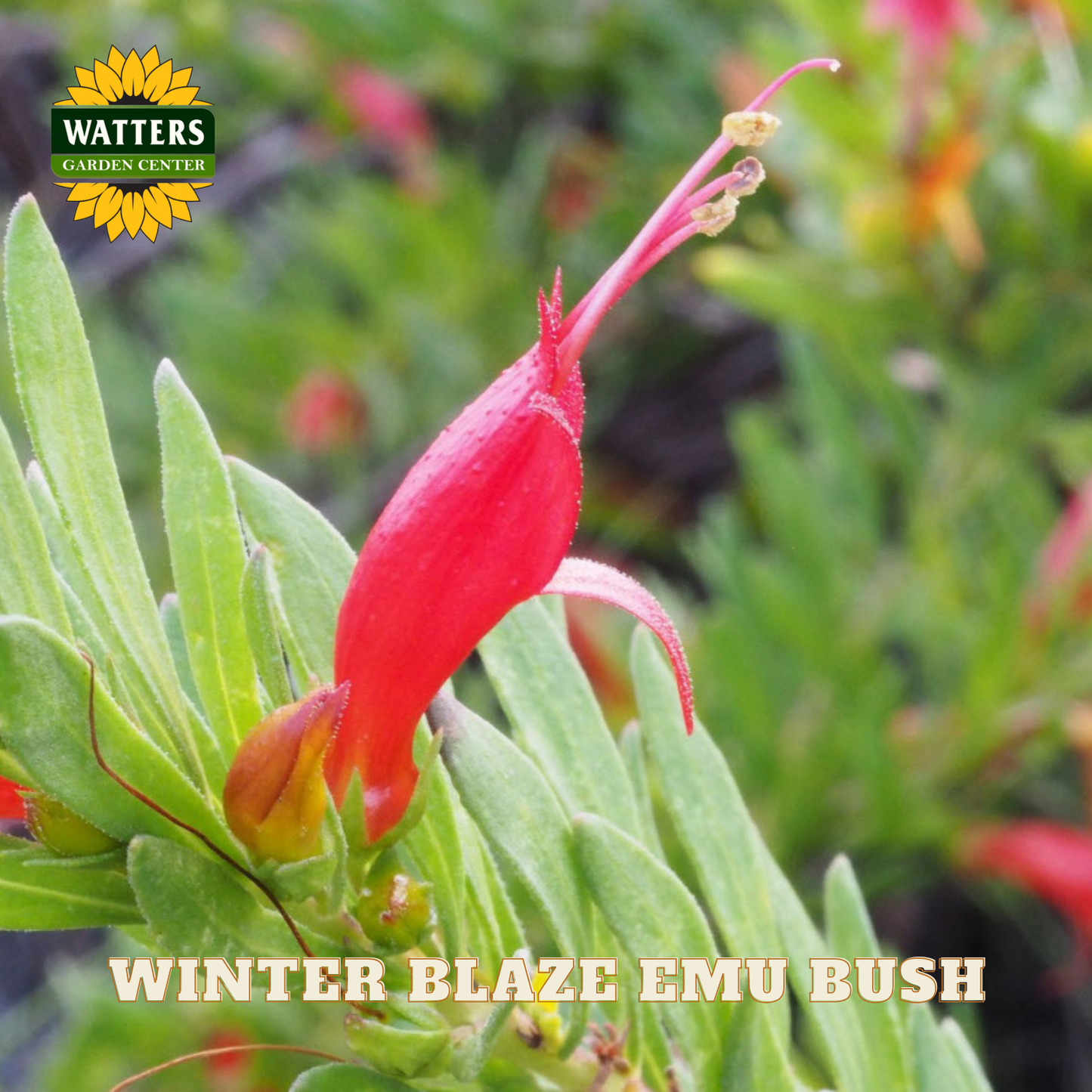 Red flower of Winter Blaze Emu Bush with Watters Garden Center logo