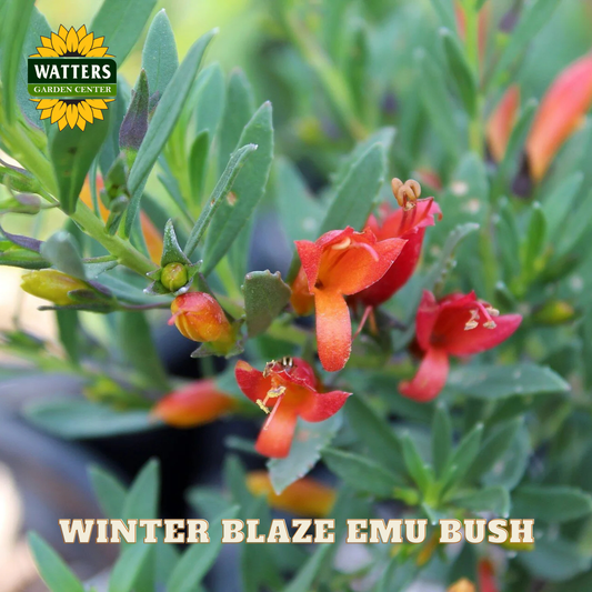 Red flowers of Winter Blaze Emu Bush with Watters Garden Center logo.