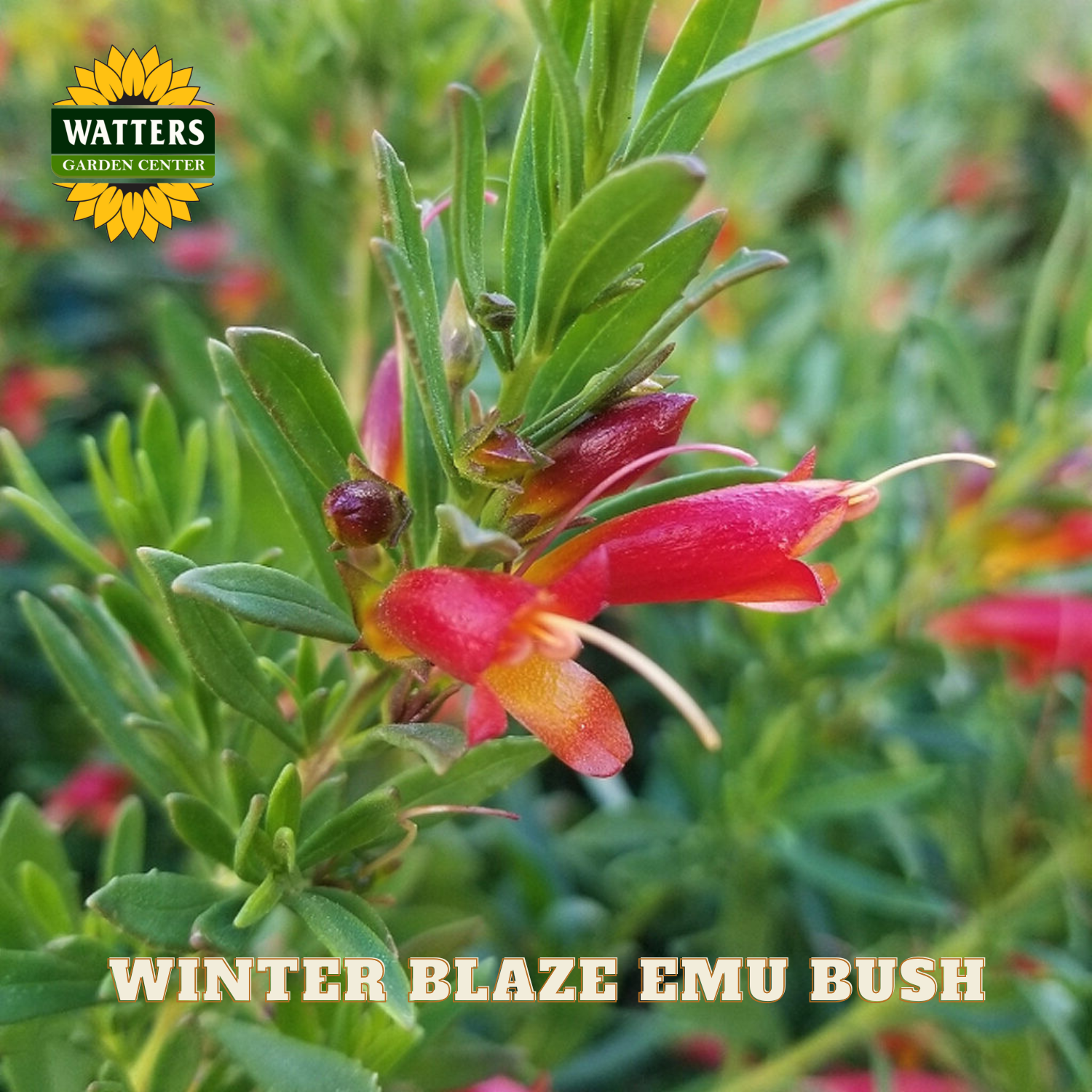 Red flower with green leaves, labeled 'Winter Blaze Emu Bush' by Watters Garden Center.