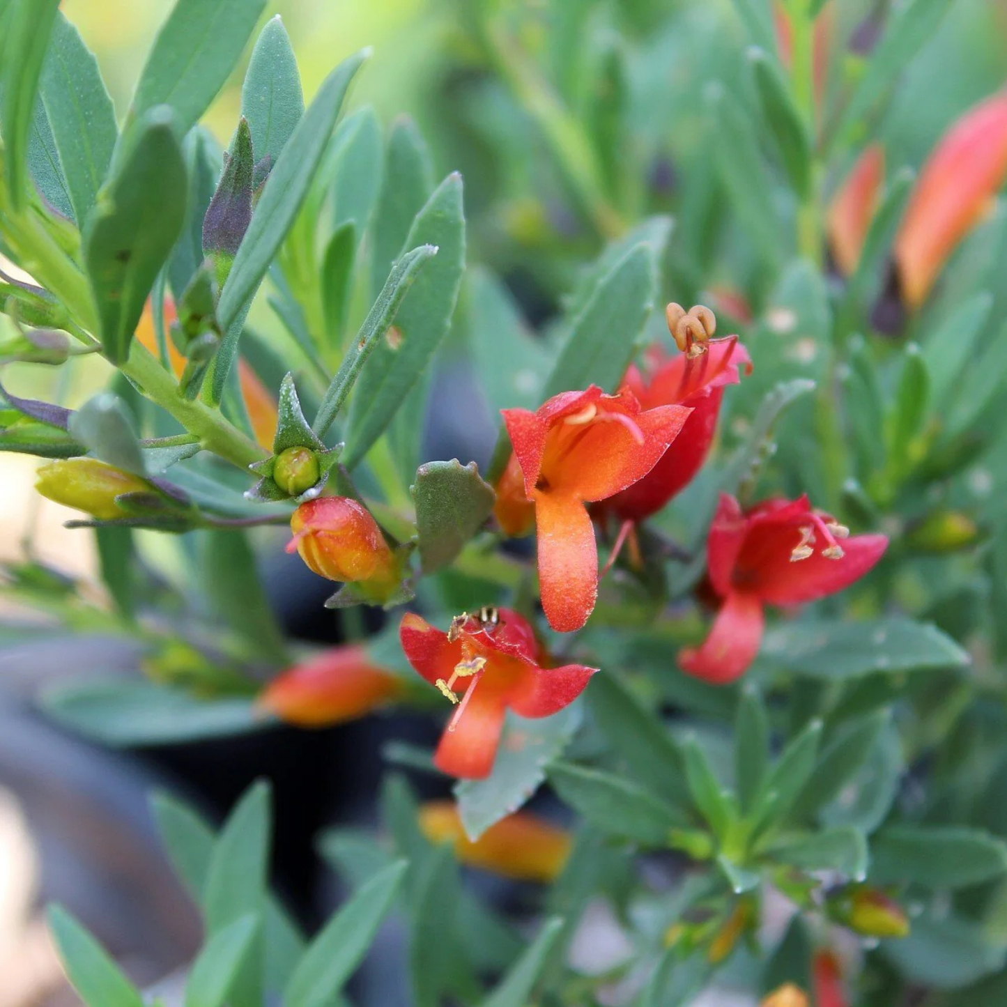 Close-up of red flowers with green leaves in a natural setting