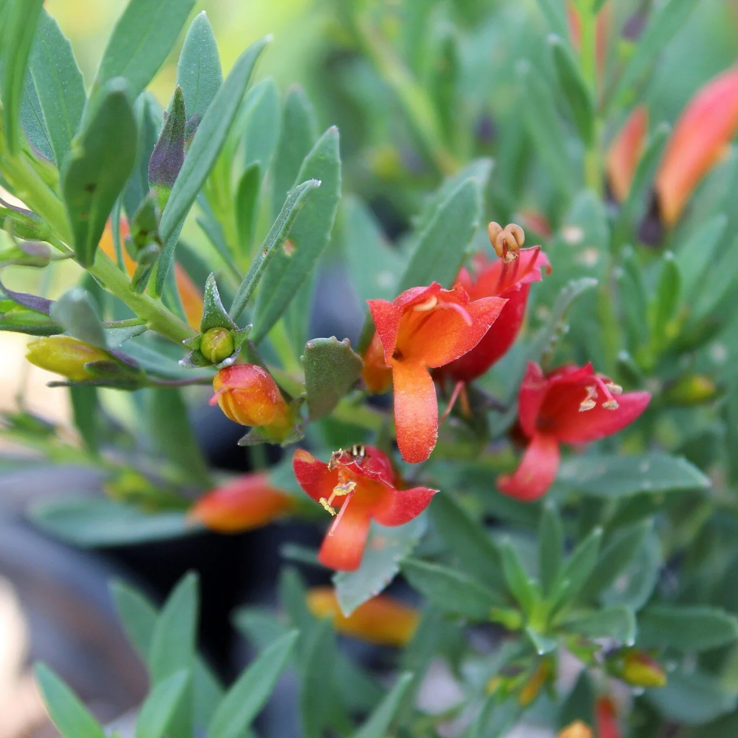 Close-up of red flowers with green leaves in a natural setting