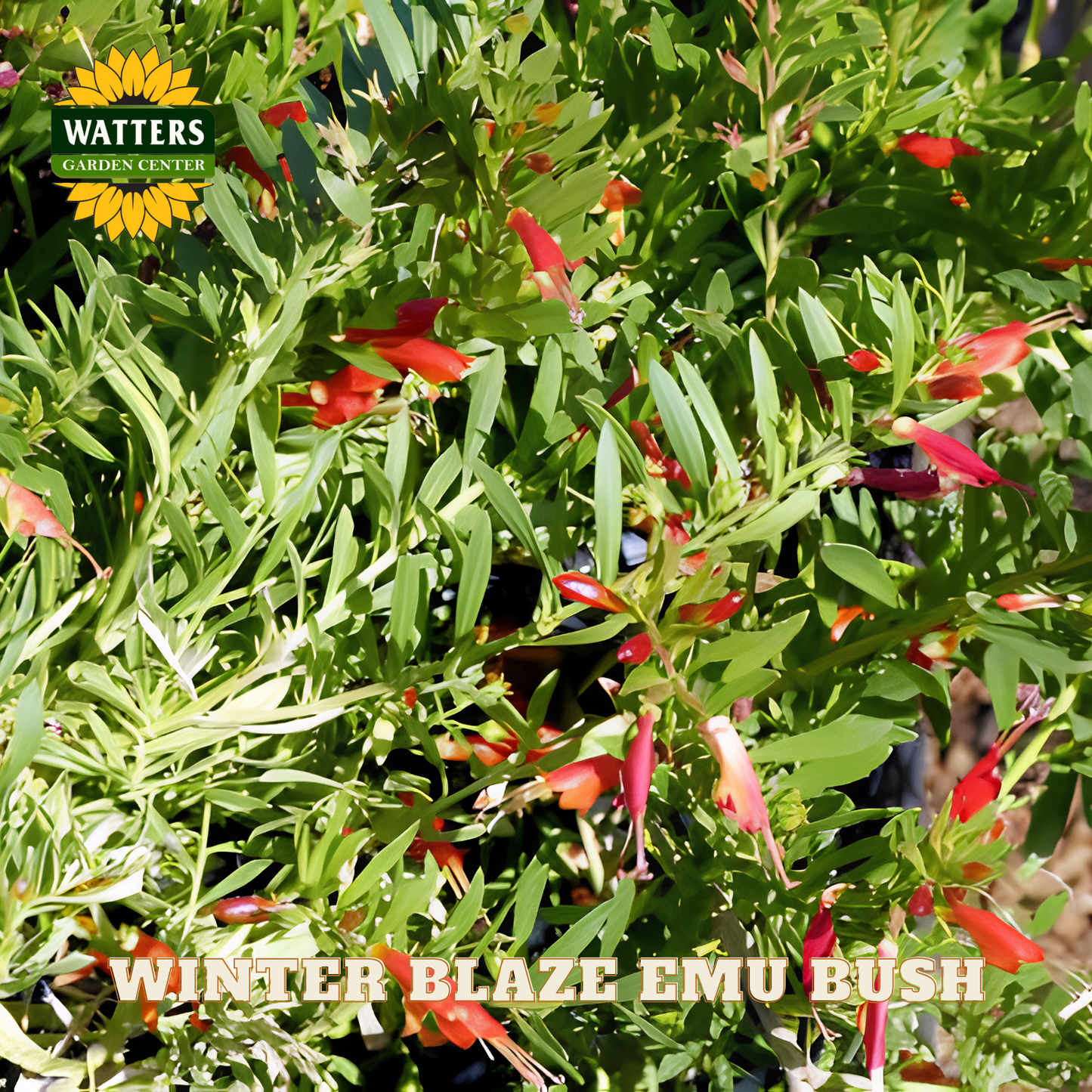 Winter Blaze Emu Bush with red flowers and green leaves, branded with Watters Garden Center.