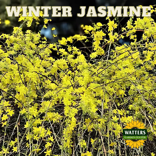 WINTER JASMINE 5gal