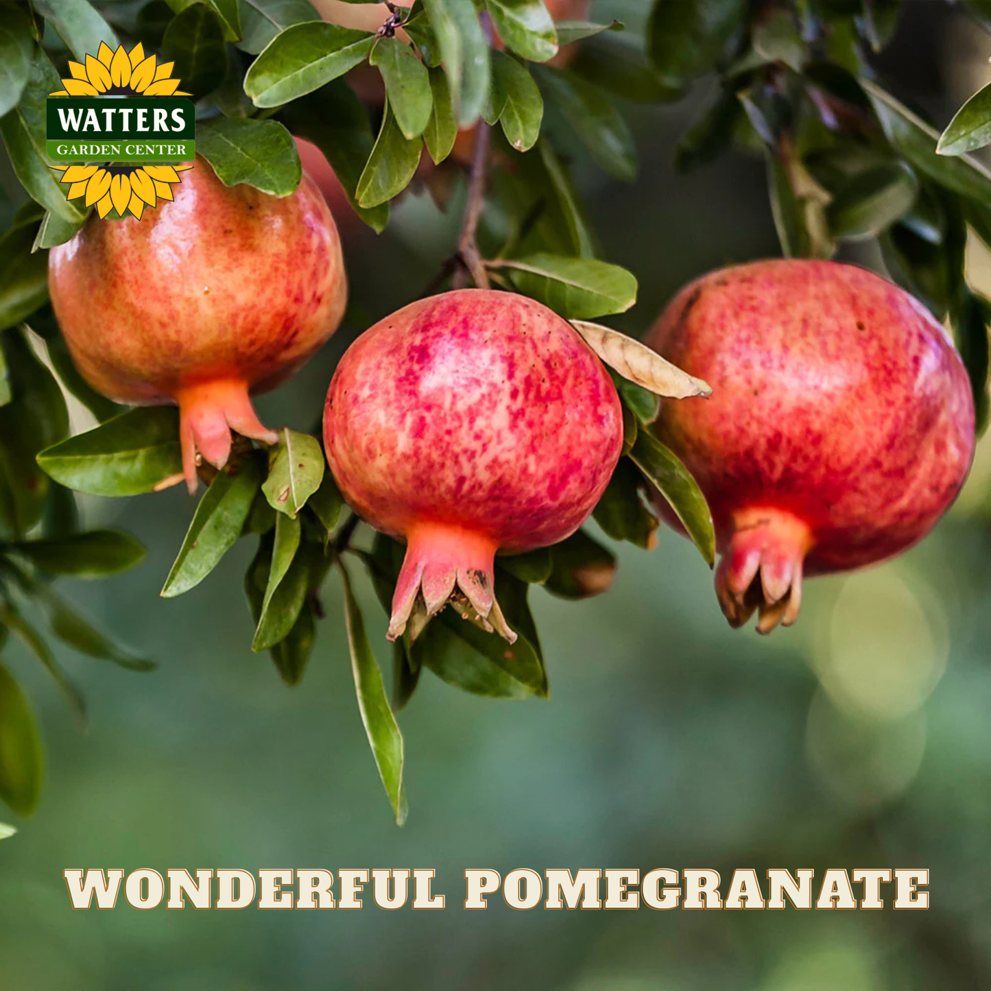 Three pomegranates hanging from a tree with Watters Garden Center branding.